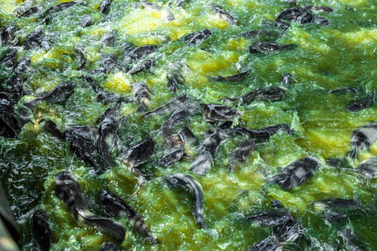 Empowering Rural Women through Aquaculture: KIC’s alternative livelihood approach